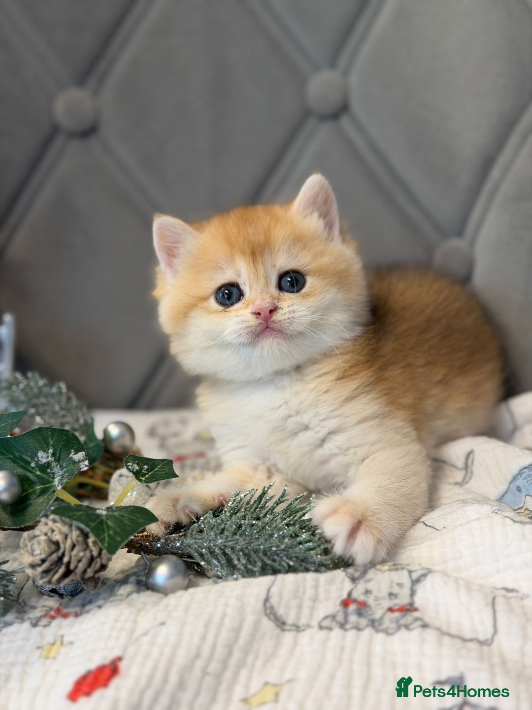 British Shorthair cats for sale: Champions lines Golden Chinchilla ny12 boys - Advert 6