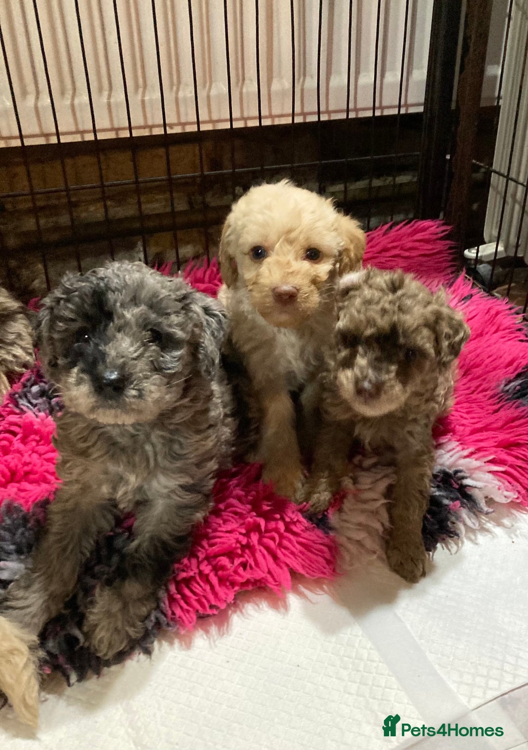 Bordoodle dogs for sale:  Beautiful Bordoodle Puppies inc Merle/Apricot - Advert 15