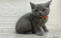 Russian Blue cats for sale: Russian Blu/British Blu - Image 6