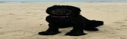 Labradoodle dogs for stud: Meet Leeroy, Our Handsome F3 Labradoodle! - Advert 17