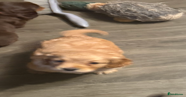 Cocker Spaniel dogs - Advert 11