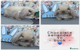 Mini Lop rabbits for sale: 🌟🌟 mini lop babies 🌟🌟 - Image 5