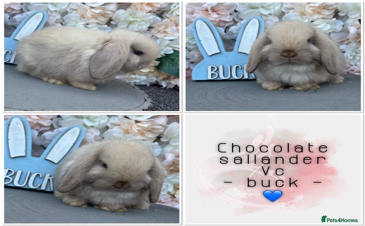 Mini Lop rabbits - Advert 16