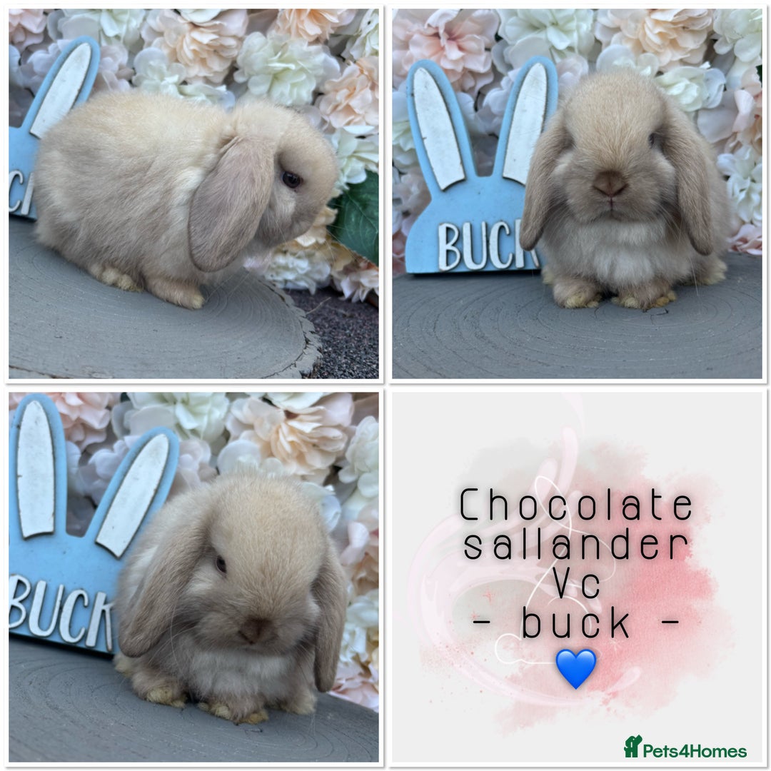 Mini Lop rabbits for sale: 🌟🌟 mini lop babies 🌟🌟 - Image 5