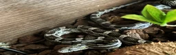 Corn Snake reptiles for sale: Corn snake  - Advert 4