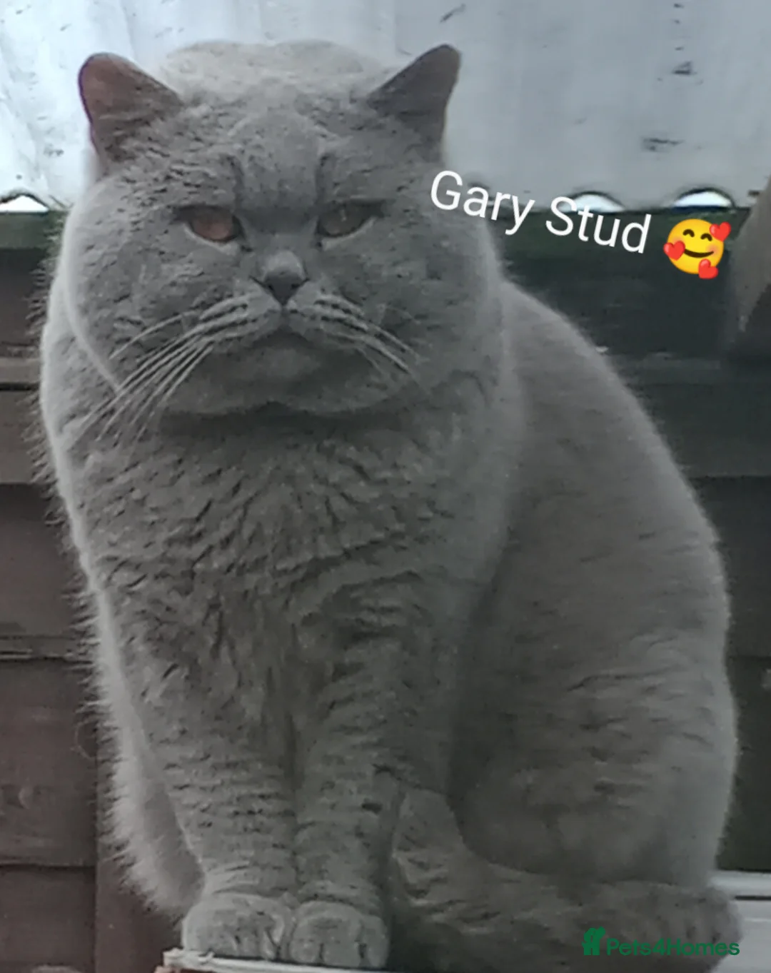 British Shorthair cats for stud: GCCF TICA STUDS  in Manchester - Advert 11