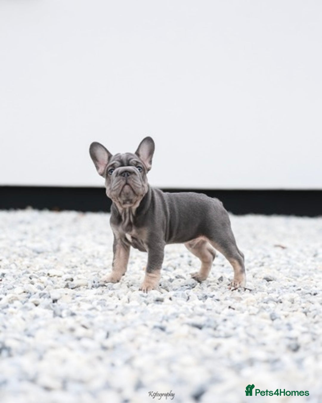 French Bulldog dogs for sale: ✨Two Gorgeous French Bulldog Boys ✨ - Advert 2