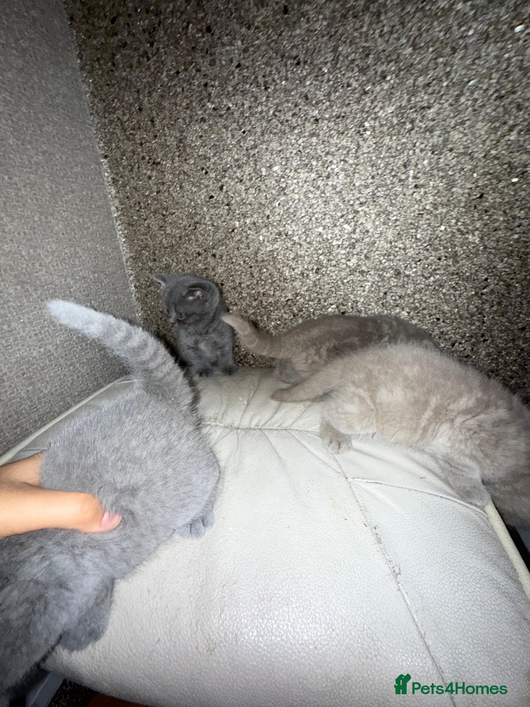 British Shorthair cats for sale: British Shorthair kitten  - Image 29