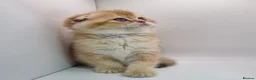 Scottish Fold cats for sale: Beautiful TICA Registered Scottish Fold Kittens - Advert 9