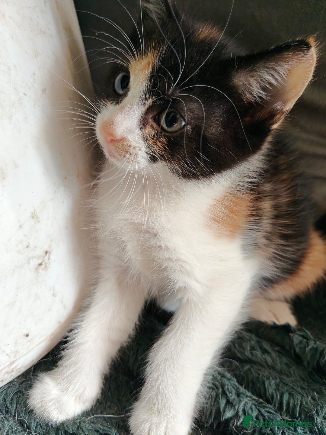 Mixed Breed cats for sale: Gorgeous Part BSH kittens ready to go now - Image 14