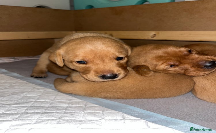 Labrador Retriever dogs - Advert 7