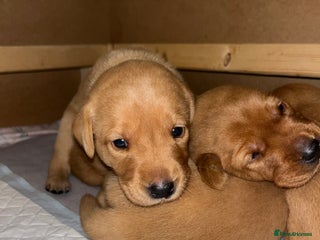 Labrador Retriever dogs - Advert 11