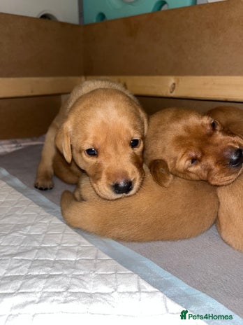 Labrador Retriever dogs - Advert 1
