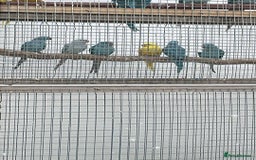 Ringnecks birds for sale: Ringneck in Barking - Image 5