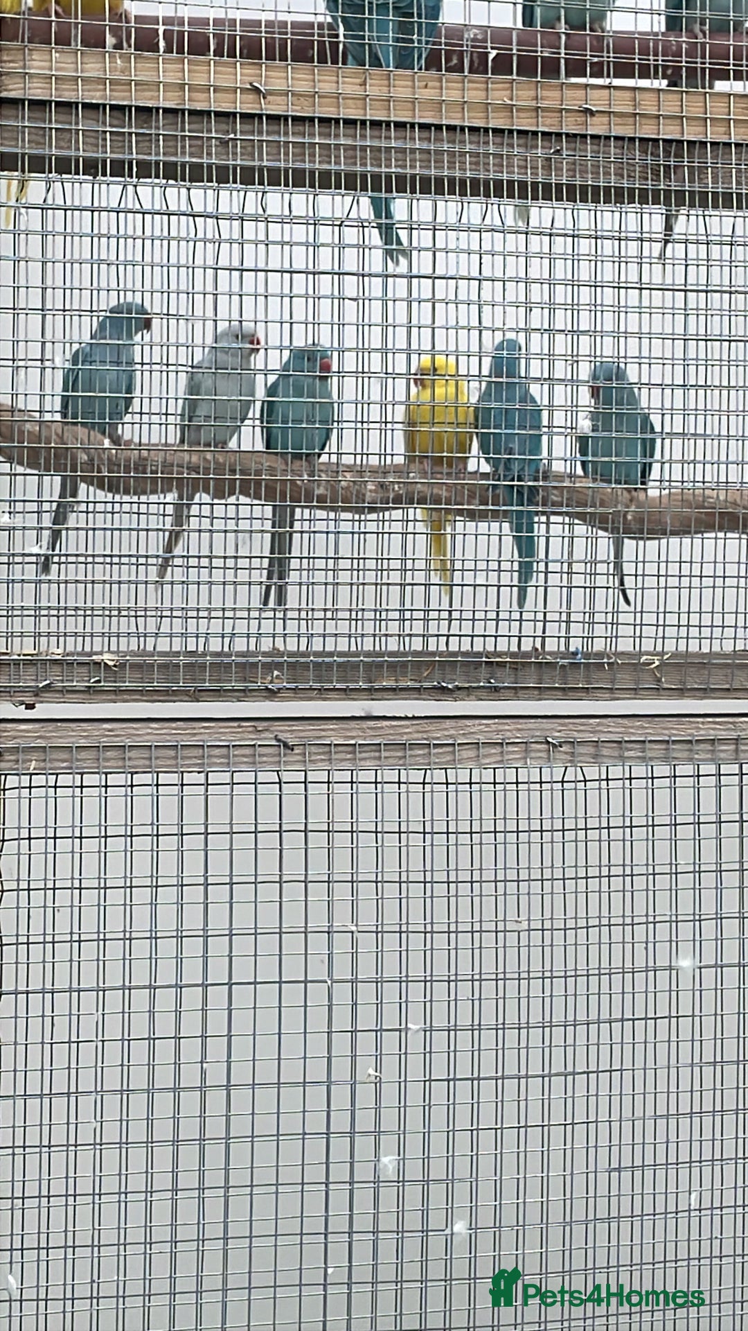 Ringnecks birds for sale: Ringneck in Barking - Image 5
