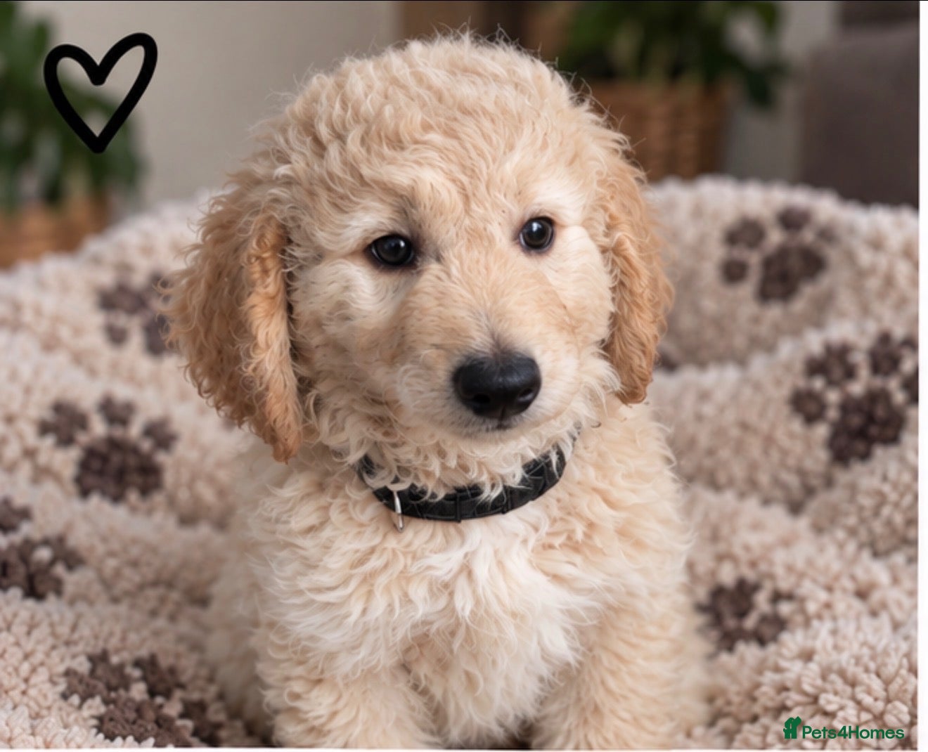 Mini Goldendoodle dogs MINI GOLDENDOODLE PUPPIES (Reduced price) - Advert 1