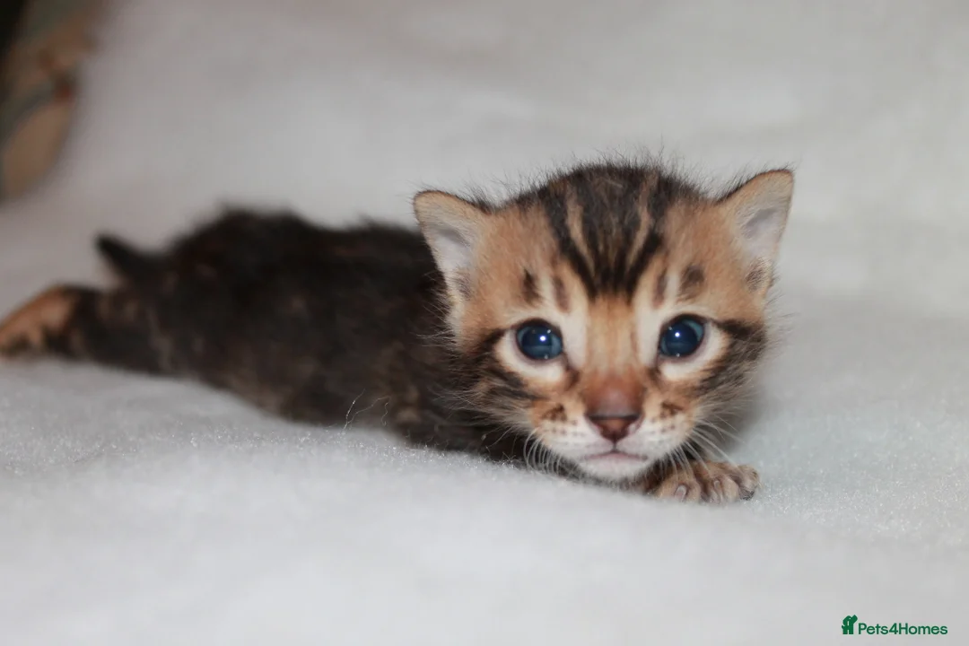 Bengal cats for sale: TICA BENGAL KITTENS FOR SALE - READY 23/04/26 - Advert 12