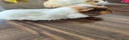 Guinea Pig rodents for sale: 2 Guinea Pigs  - Advert 6