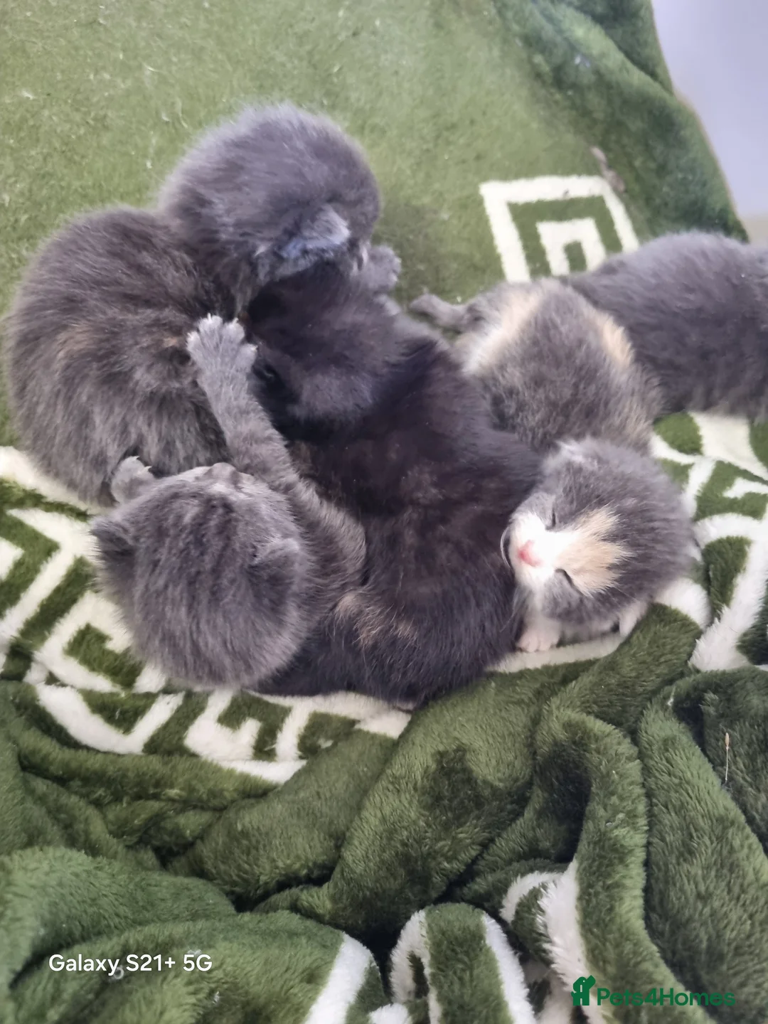 British Longhair cats for sale: Kittens - Advert 12