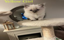 Ragdoll cats for sale: Beautiful Chunky Ragdoll Kittens For Sale - Image 4