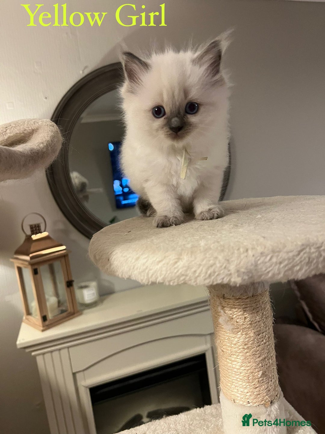 Ragdoll cats for sale: Beautiful Chunky Ragdoll Kittens For Sale - Image 4
