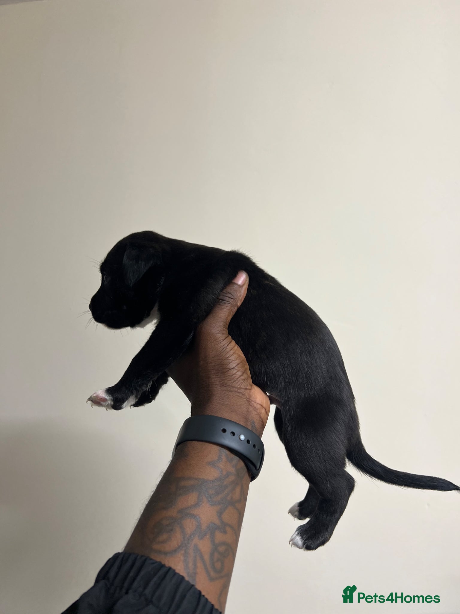 Staffordshire Bull Terrier dogs for sale: Beautiful Staffordshire Bull Terrier Mix Puppies in Manchester - Advert 23