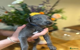 Whippet dogs for sale: 💙 Whippet Puppies – Beautiful Blue Litter 💙 - Image 9
