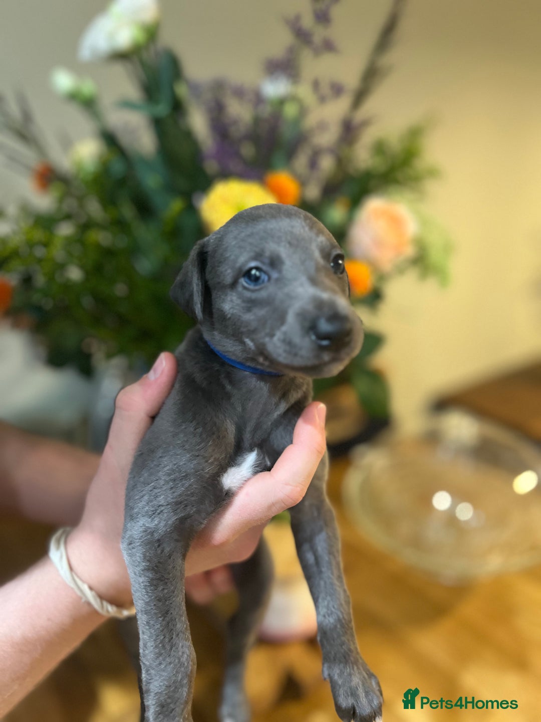 Whippet dogs for sale: 💙 Whippet Puppies – Beautiful Blue Litter 💙 - Image 9
