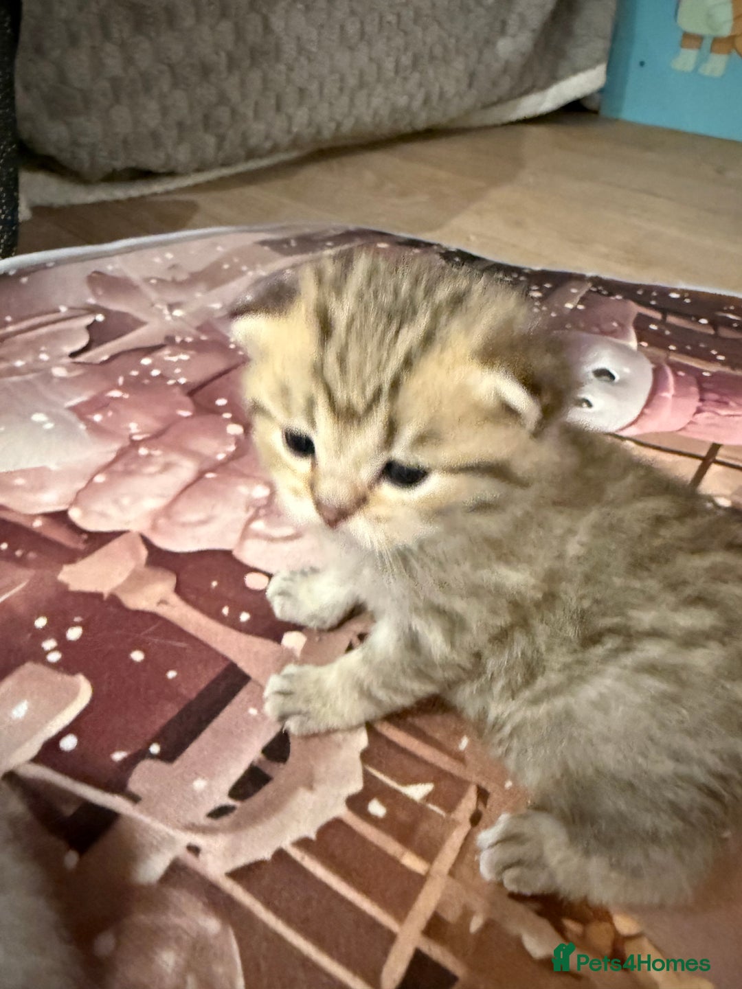 British Shorthair cats for sale: Champion British shorthair kitten  - Advert 4