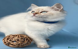 British Shorthair cats for sale: Stunning British sh/longhair kittens TICA - Image 20