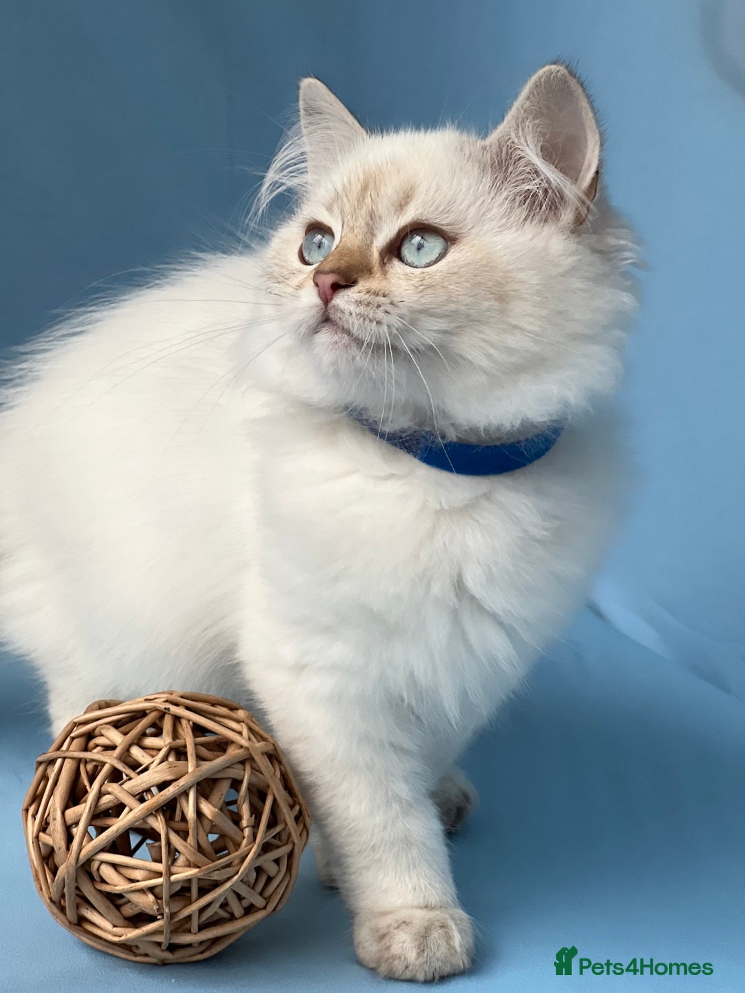 British Shorthair cats for sale: Stunning British sh/longhair kittens TICA - Image 20