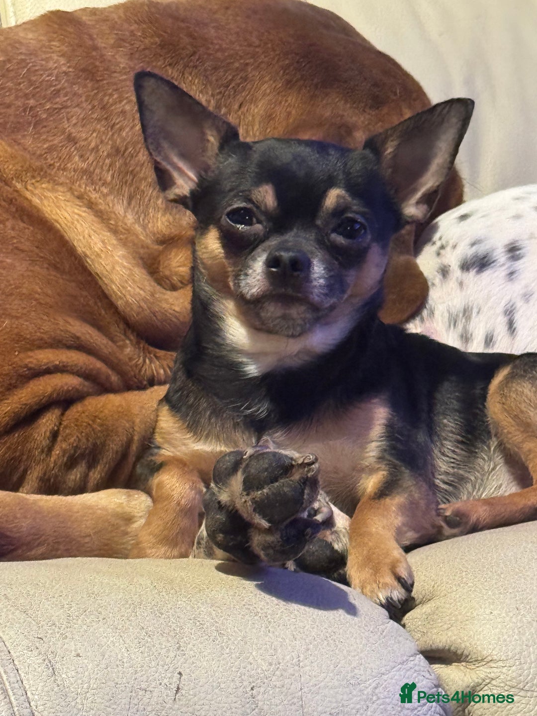 Chihuahua dogs for sale: Chihuahua puppys - Advert 2