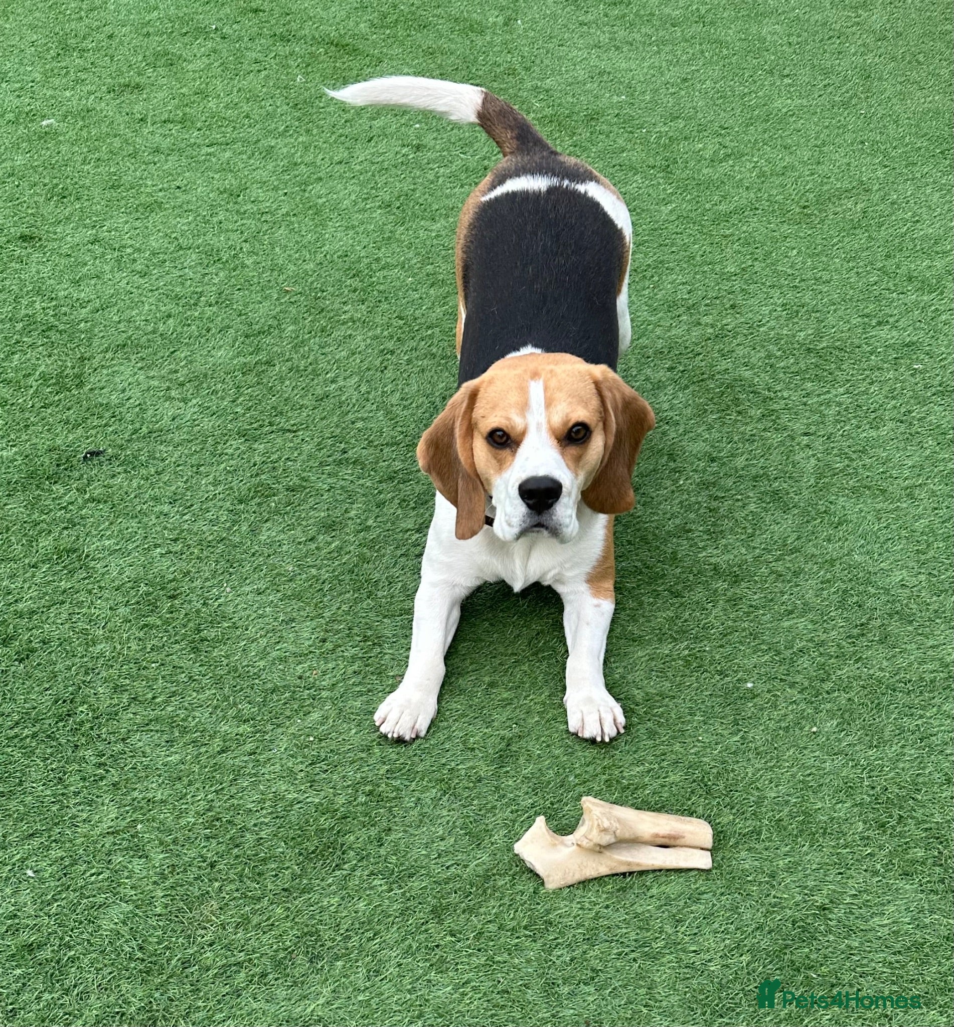 Beagle dogs KC Registered Beagle – 2 Years Old - Advert 16