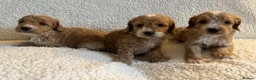 Cockapoo dogs for sale: F1bcockapoo puppies - DNA Health test clear  in Staines - Advert 5