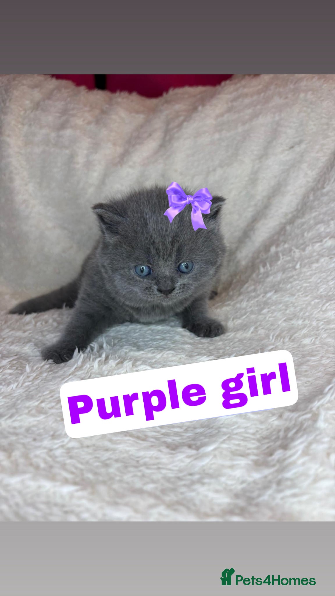 British Shorthair cats ✨ Quality gccf British Shorthair Kittens  - Advert 10