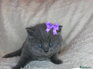 British Shorthair cats ✨ Quality gccf British Shorthair Kittens - Advert 10
