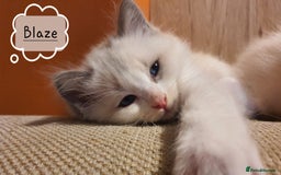 Ragdoll cats for sale: ✨🐾Ragdoll Kittens Ready for Their Loving Homes🐾✨ - Advert 5