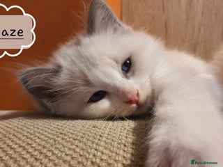Ragdoll cats ✨🐾2 Adorable GCCF Ragdolls kittens🐾✨ - Advert 18