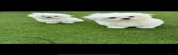 Maltese dogs for sale: Korean Maltese KC Parents  in Weybridge - Advert 3