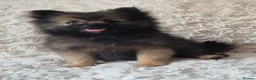 Pomeranian dogs for sale: Little pomeranian puppies  - Advert 5