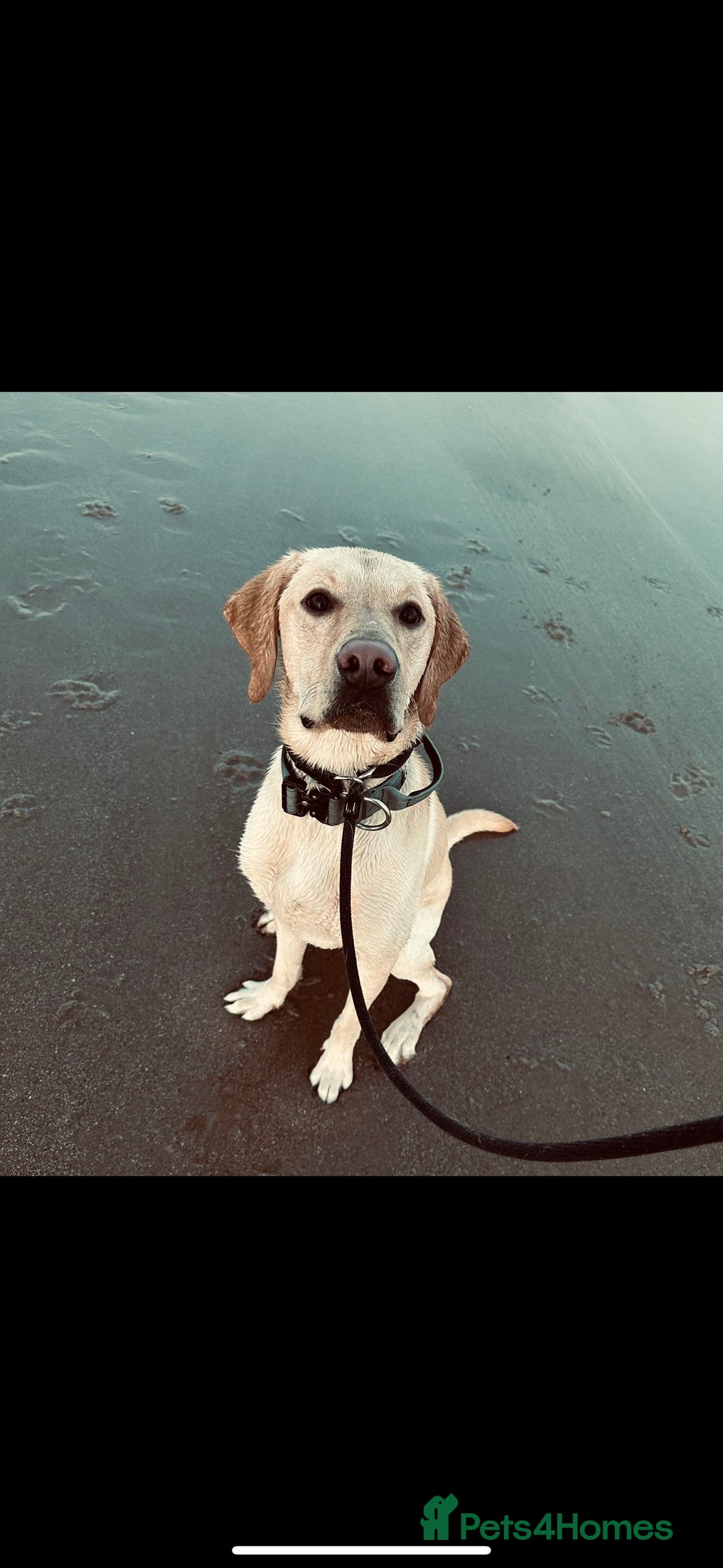 Labrador Retriever dogs for stud: KC Registered Yellow Labrador, Proven Stud  in Coalville - Advert 2