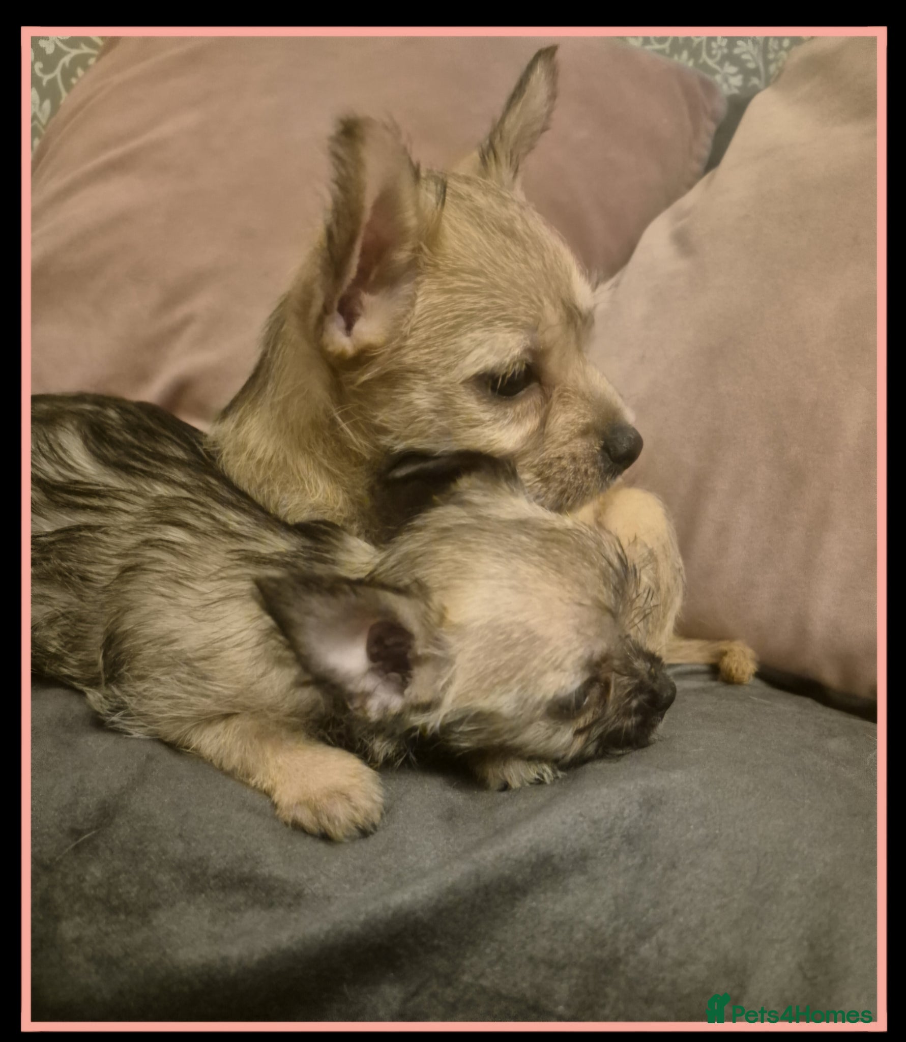 Mixed Breed dogs for sale: ♡Adorable French Chorkie girls♡ - Advert 1