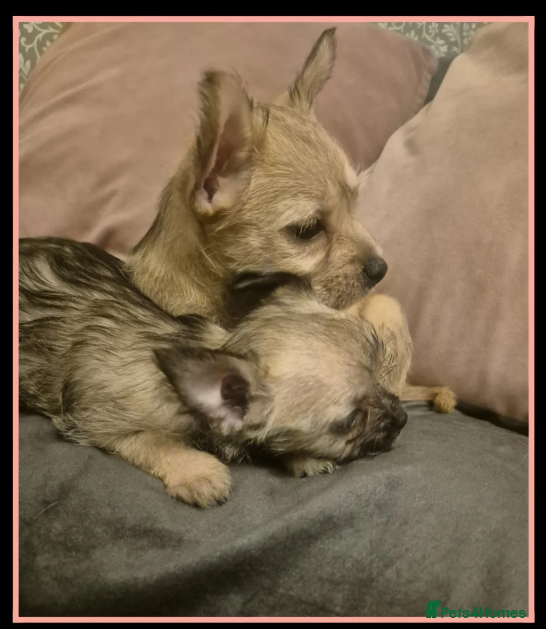 Mixed Breed dogs for sale: ♡Adorable French Chorkie girls♡ - Advert 1