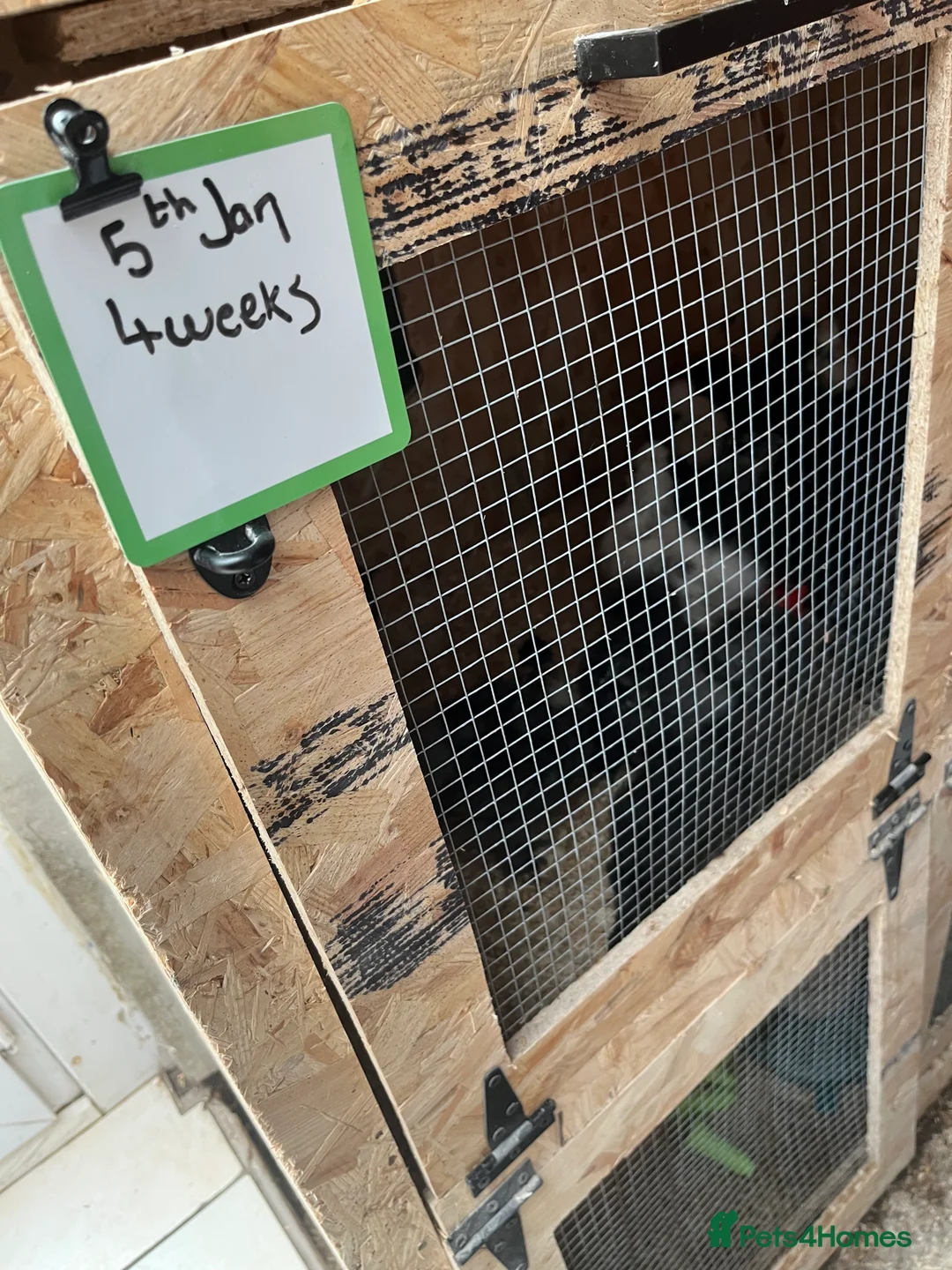 Chickens poultry for sale: Chicks, pullets, cockerels  - Advert 4