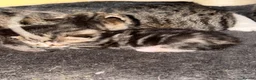 British Shorthair cats for sale: Tabby short hair kittens  - Advert 6