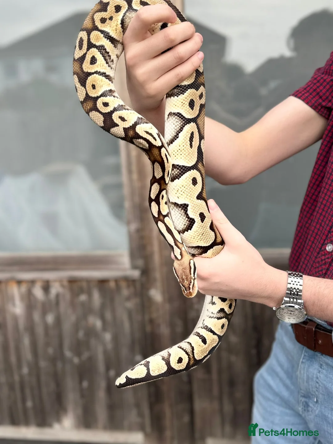 Python Snake reptiles for sale: Royal Ball Python with Viv - Advert 3