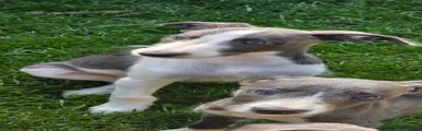 Bedlington whippet male 