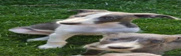 Mixed Breed dogs for sale: Bedlington whippets  - Advert 8
