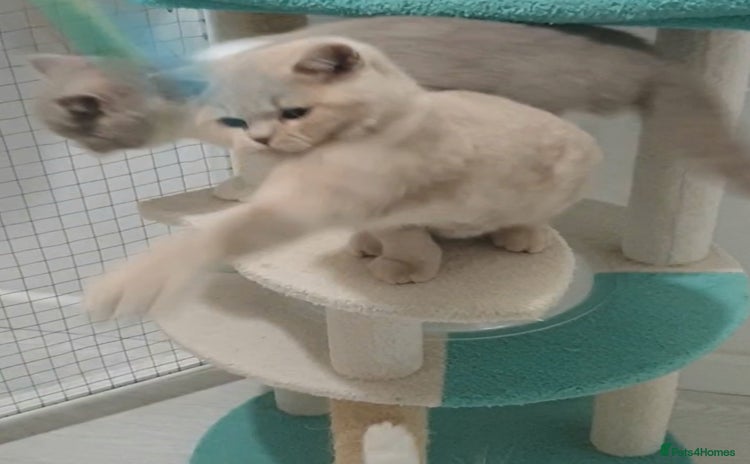 British Shorthair cats - Advert 6