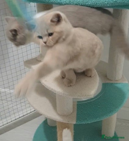 British Shorthair cats - Advert 6